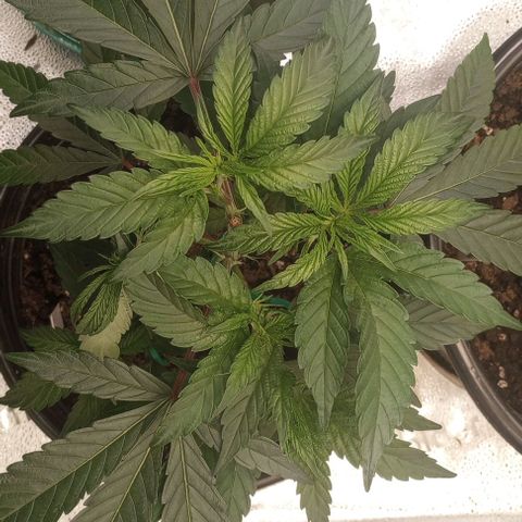 Bahama Berry growlog timeline photo