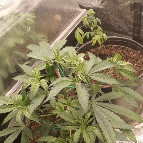 Bahama Berry growlog timeline photo