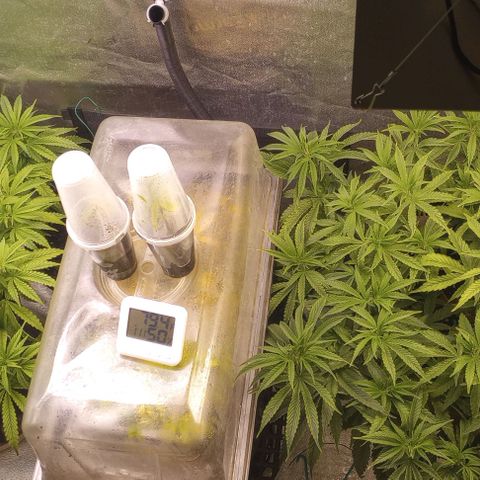 Bahama Berry growlog timeline photo