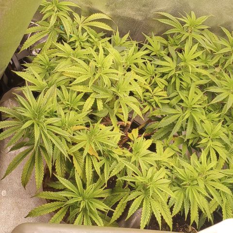 Bahama Berry growlog timeline photo