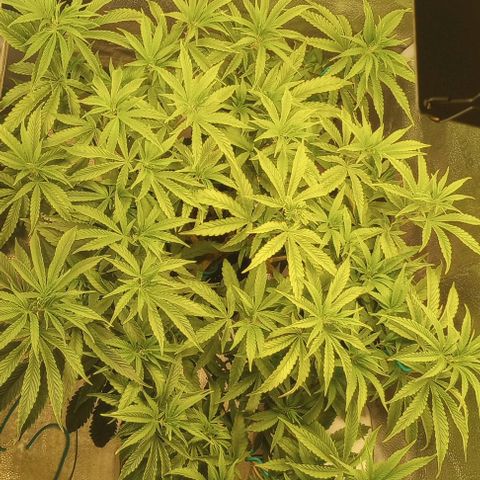 Bahama Berry growlog timeline photo