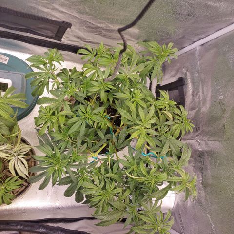 Bahama Berry growlog timeline photo