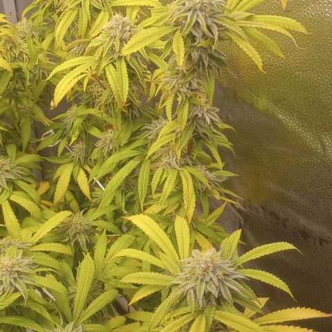 Bahama Berry growlog timeline photo