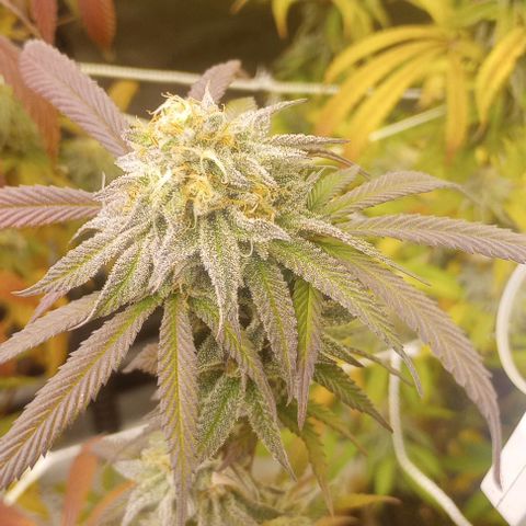 Bahama Berry growlog timeline photo