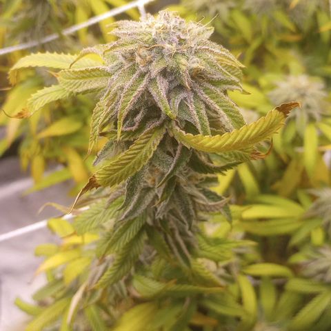 Bahama Berry growlog timeline photo