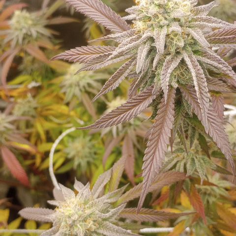 Bahama Berry growlog timeline photo