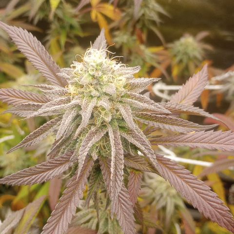 Bahama Berry growlog timeline photo