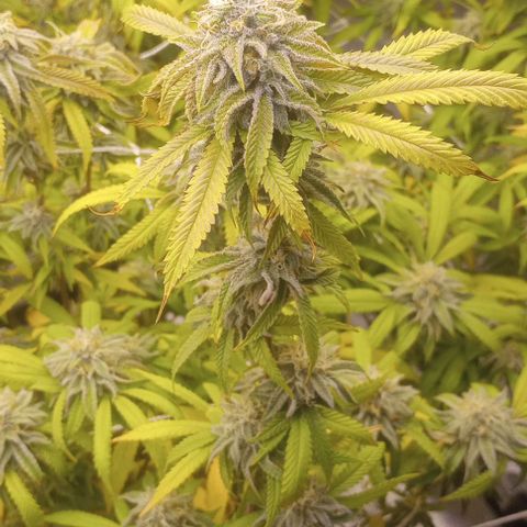 Bahama Berry growlog timeline photo