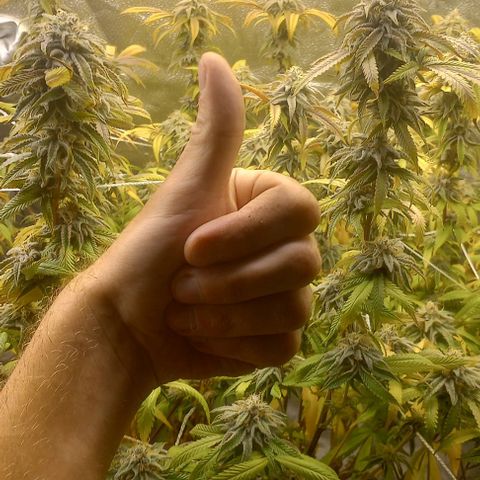 Bahama Berry growlog timeline photo