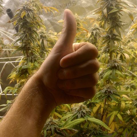Bahama Berry growlog timeline photo