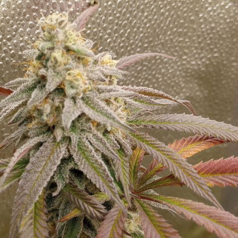 Bahama Berry growlog timeline photo