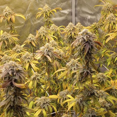 Bahama Berry growlog timeline photo