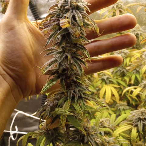 Bahama Berry growlog timeline photo