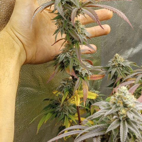 Bahama Berry growlog timeline photo