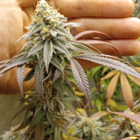 Bahama Berry growlog timeline photo