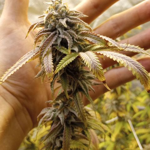 Bahama Berry growlog timeline photo