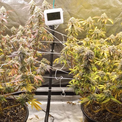 Bahama Berry growlog timeline photo