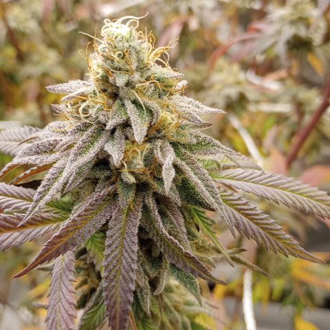 Bahama Berry growlog timeline photo