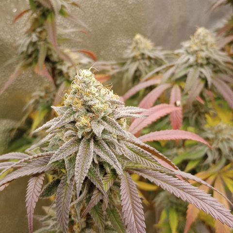 Bahama Berry growlog timeline photo