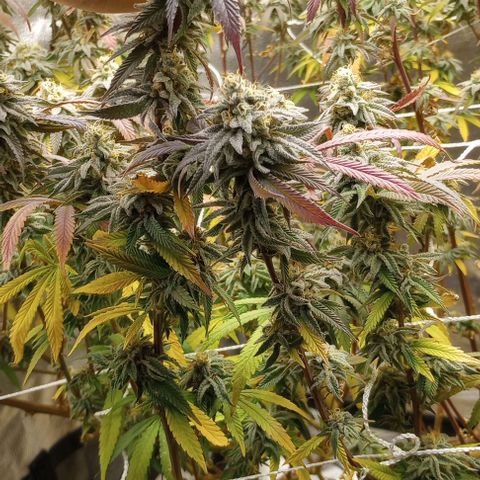 Bahama Berry growlog timeline photo