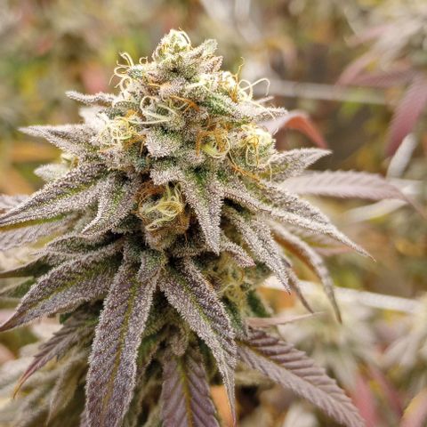 Bahama Berry growlog timeline photo