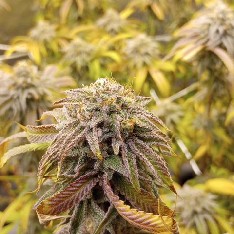 Bahama Berry growlog timeline photo