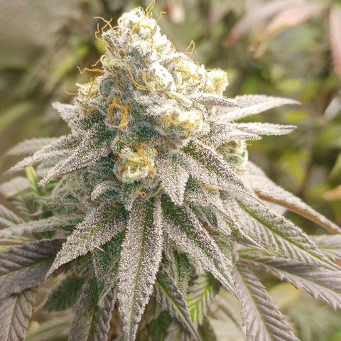 Bahama Berry growlog timeline photo