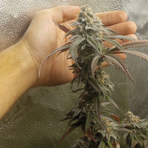 Bahama Berry growlog timeline photo
