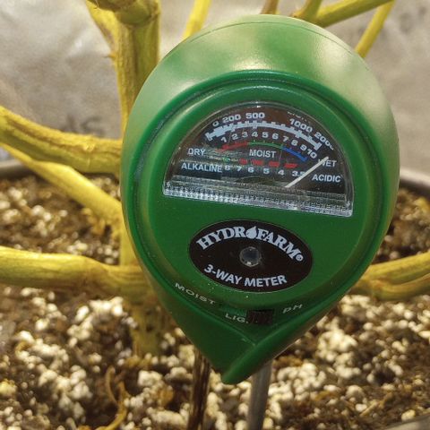 Bahama Berry growlog timeline photo