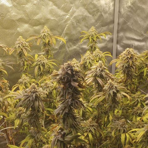 Bahama Berry growlog timeline photo