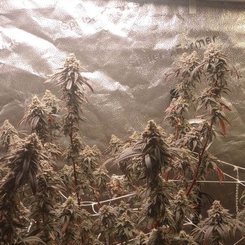 Bahama Berry growlog timeline photo