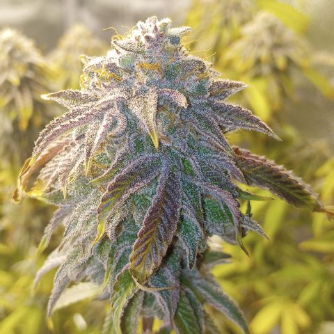 Bahama Berry growlog timeline photo