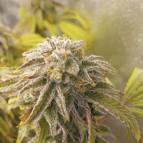 Bahama Berry growlog timeline photo