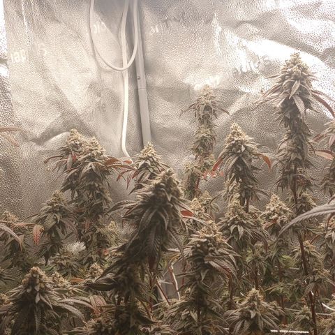 Bahama Berry growlog timeline photo