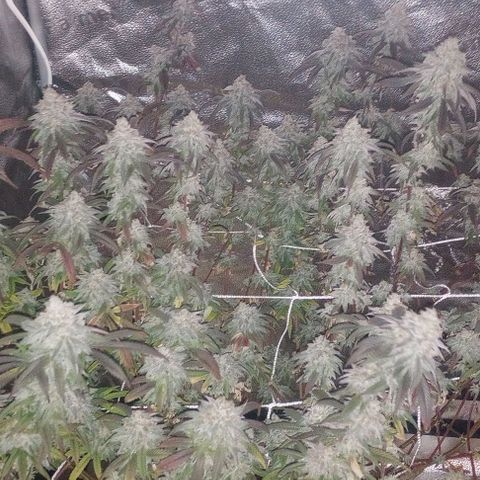 Bahama Berry growlog timeline photo