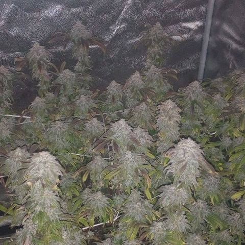 Bahama Berry growlog timeline photo