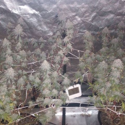 Bahama Berry growlog timeline photo