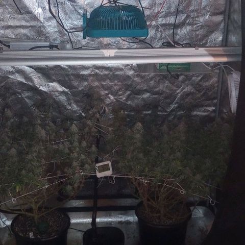 Bahama Berry growlog timeline photo