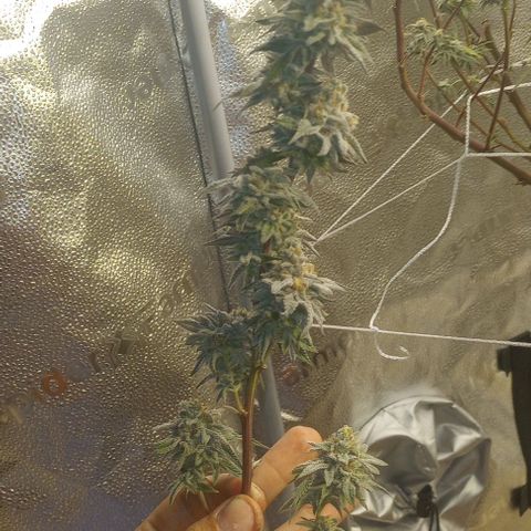 Bahama Berry growlog timeline photo
