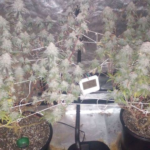 Bahama Berry growlog timeline photo