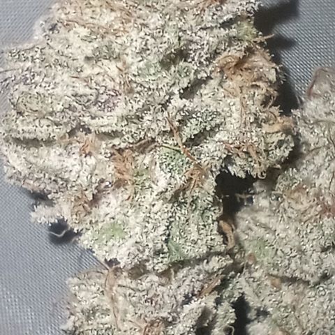 Bahama Berry growlog timeline photo