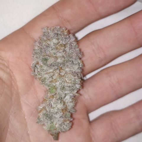 Bahama Berry growlog timeline photo