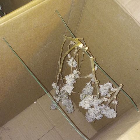 Bahama Berry growlog timeline photo