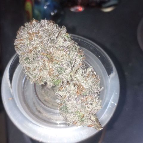 Bahama Berry growlog timeline photo