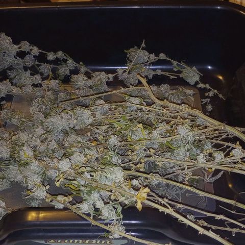 Bahama Berry growlog timeline photo
