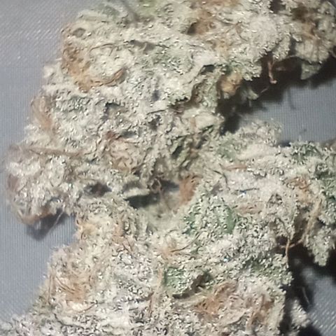 Bahama Berry growlog timeline photo