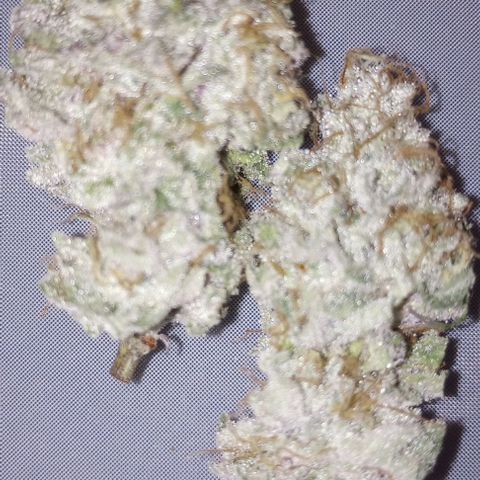 Bahama Berry growlog timeline photo