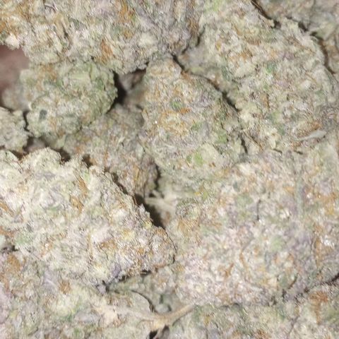 Bahama Berry growlog timeline photo