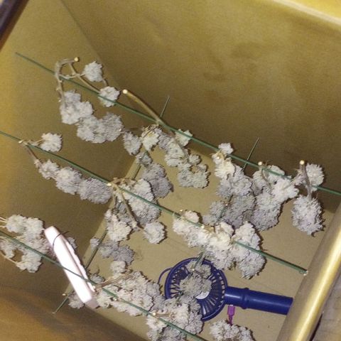 Bahama Berry growlog timeline photo