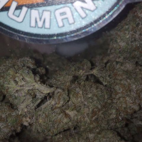 Bahama Berry growlog timeline photo